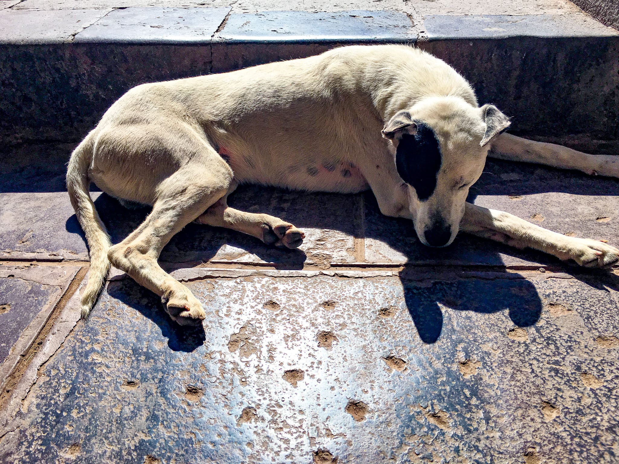 cusco pup 2