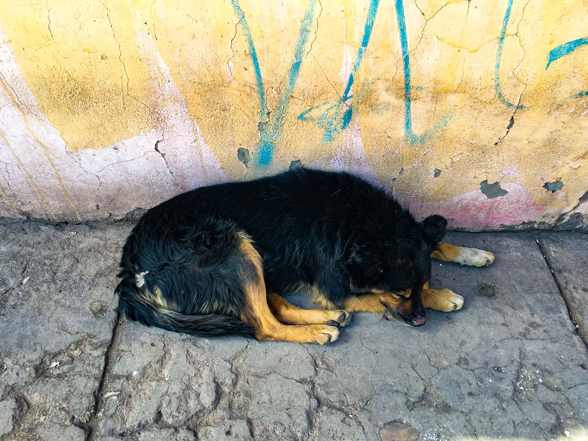 cusco pup 3