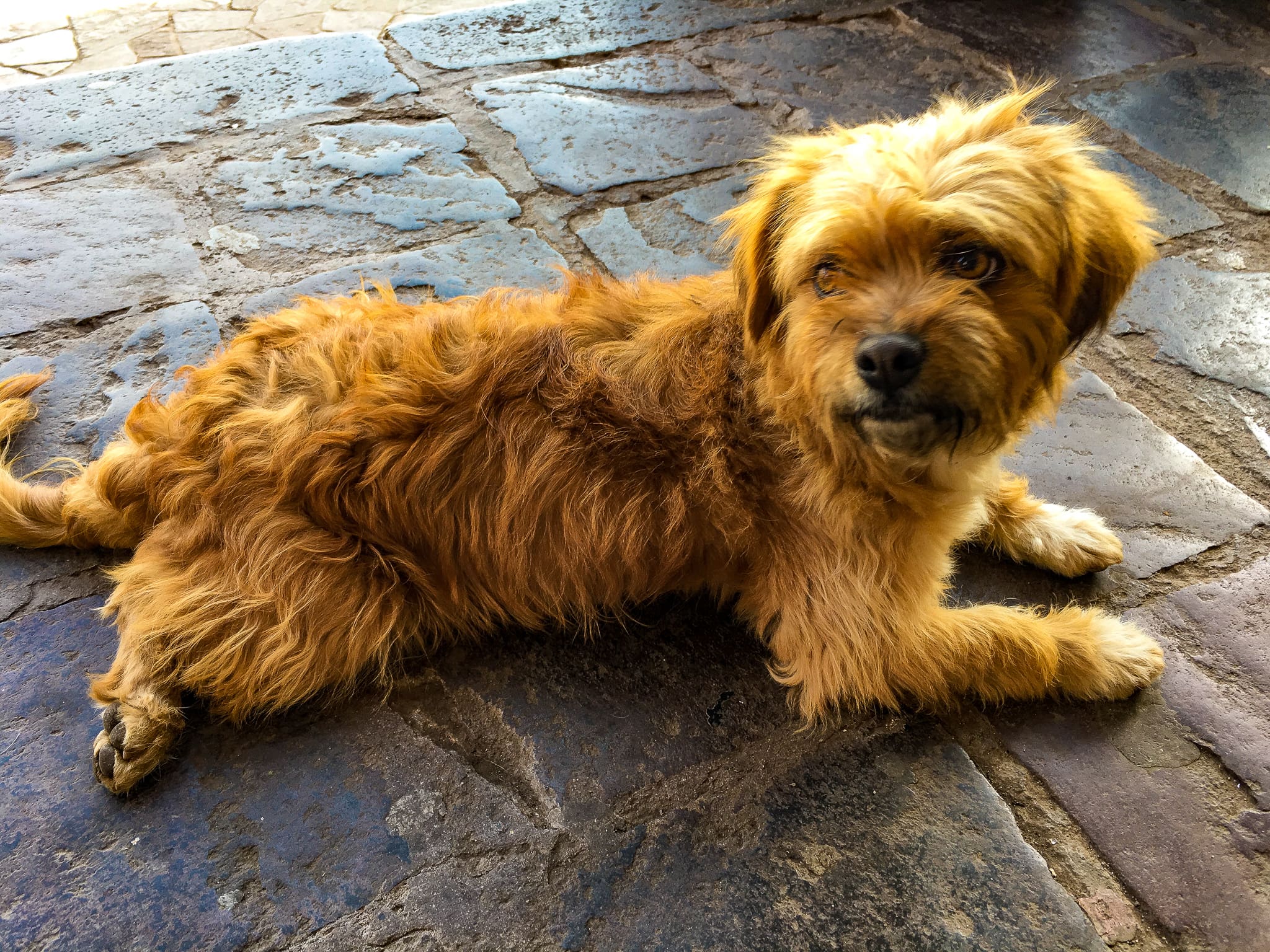 cusco pup 5