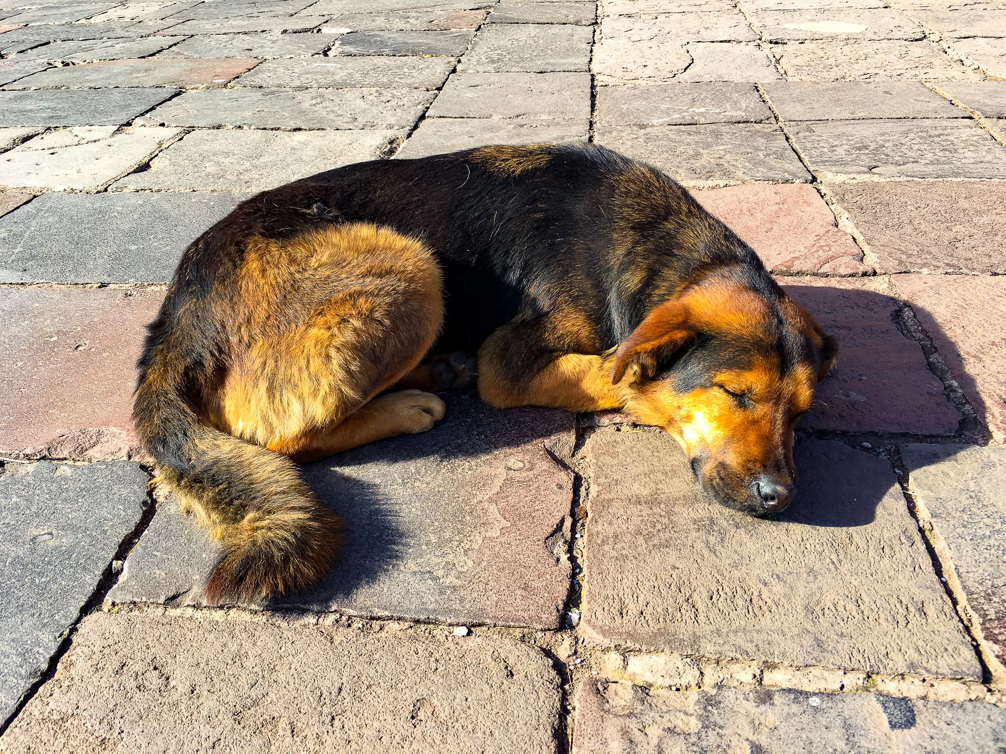 cusco pup 6