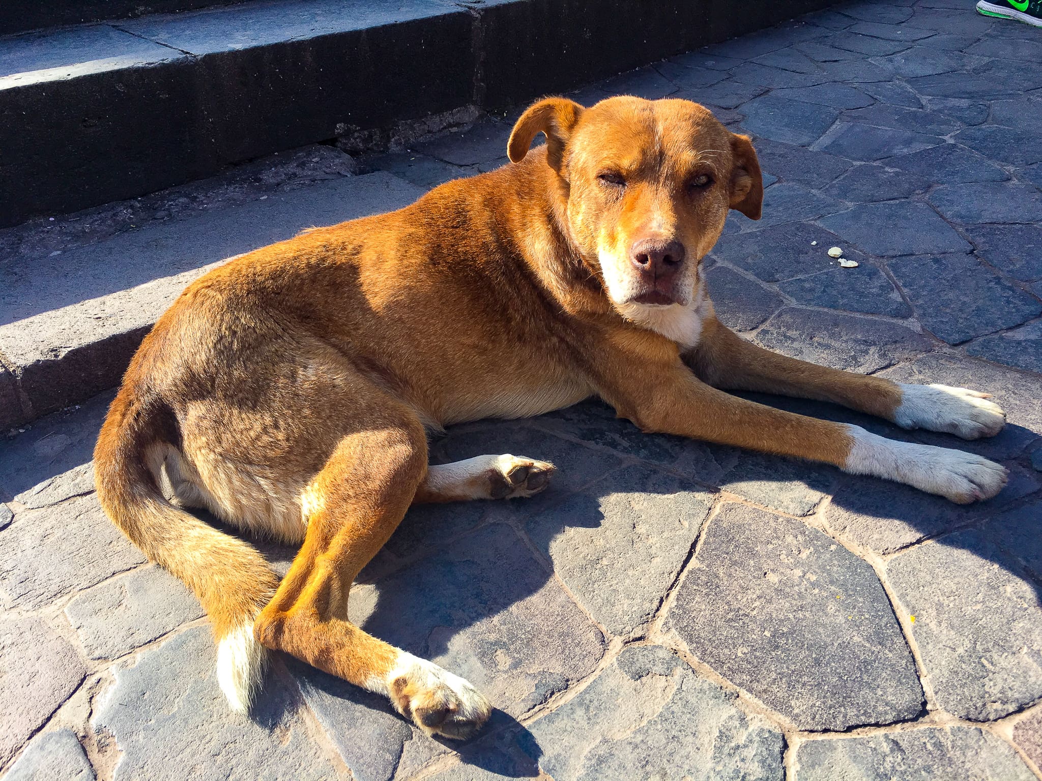 cusco pup 7