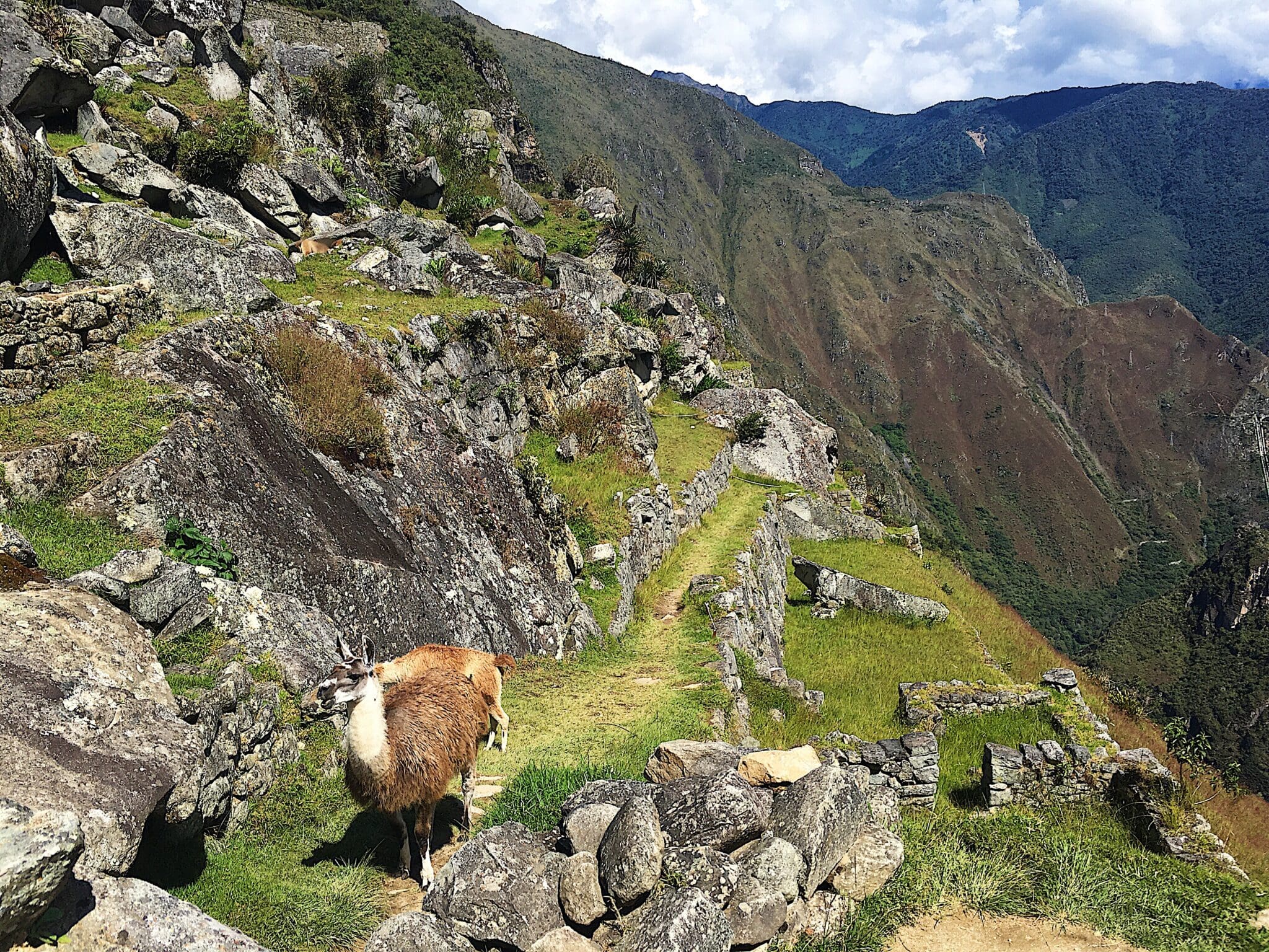 machu picchu llama alpaca