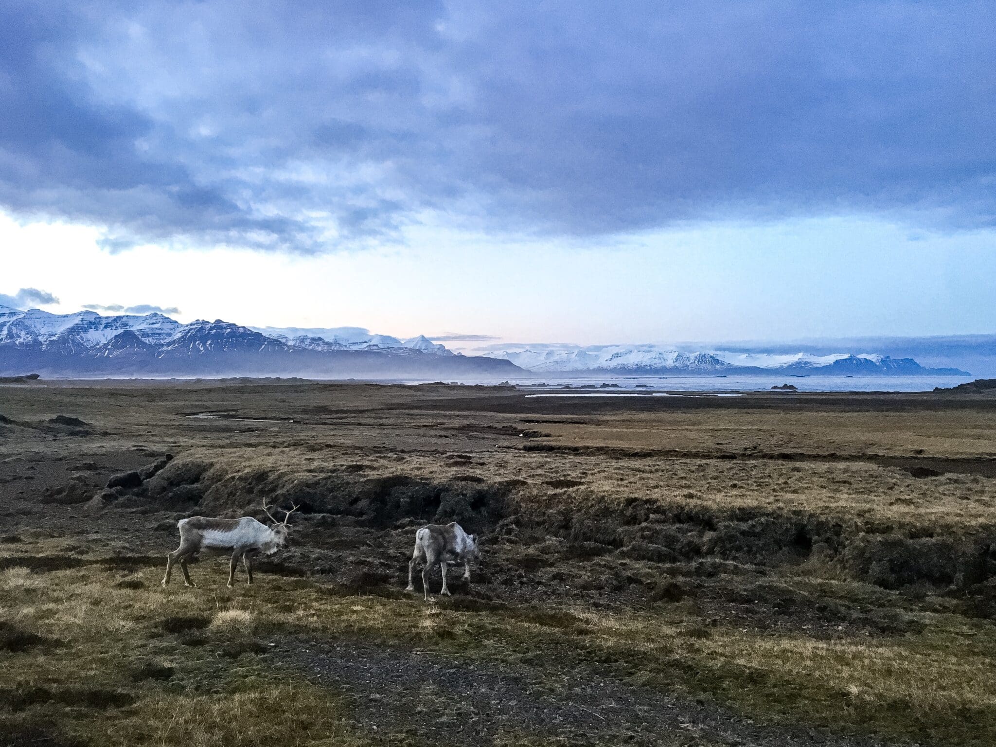 East Iceland wild reindeer