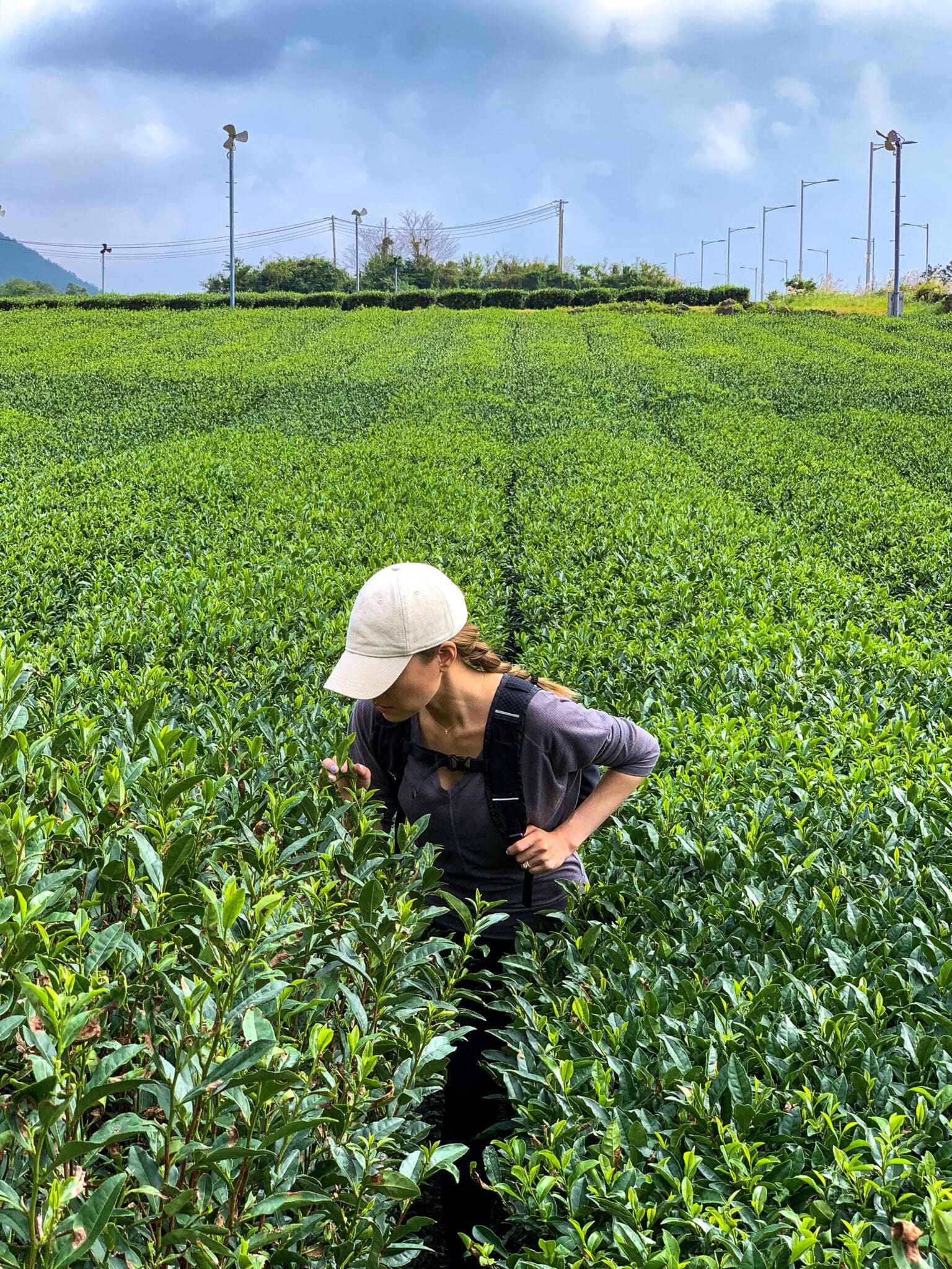 jeju island tea farm