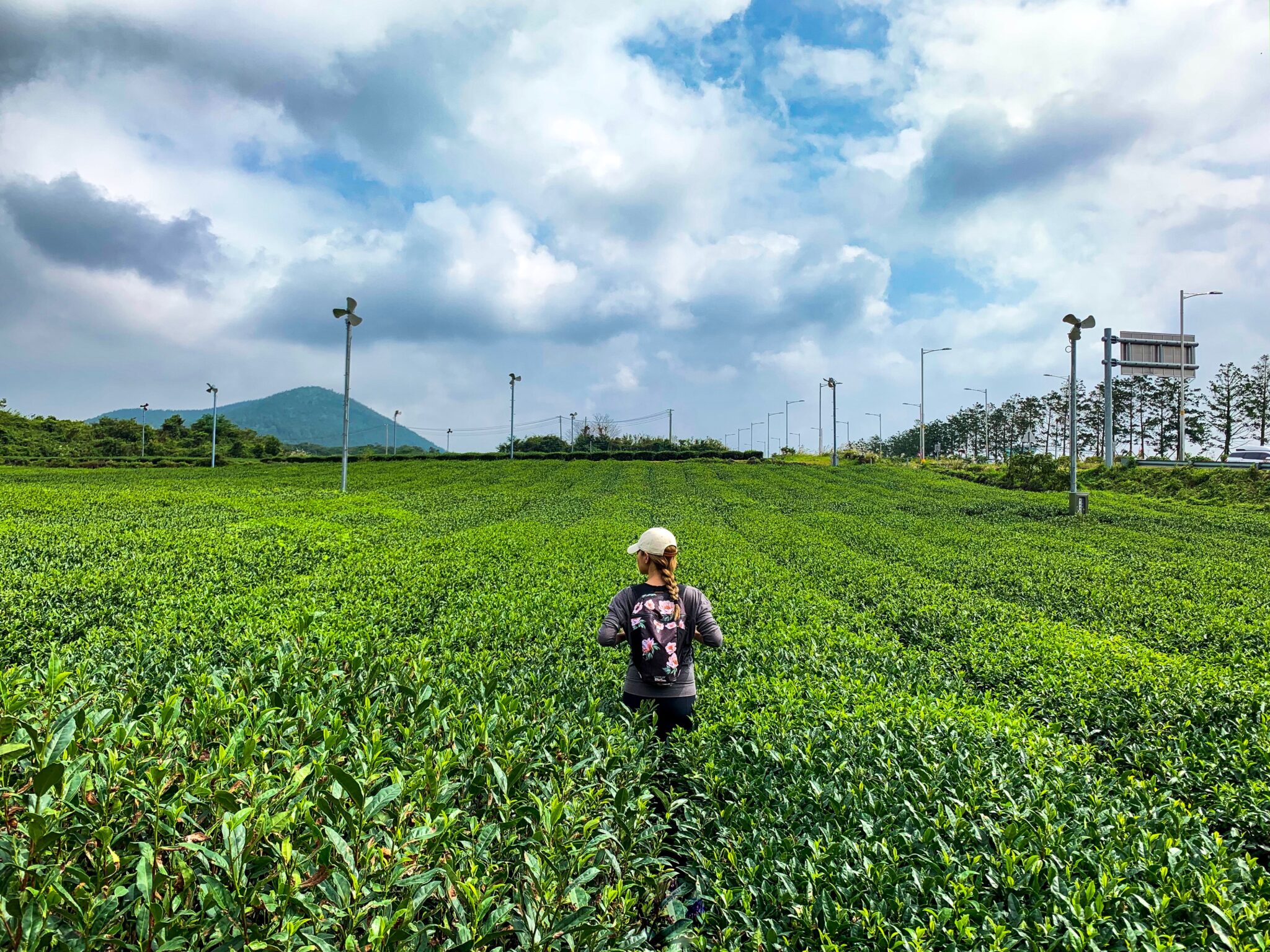 osulloc green tea fields on jeju island