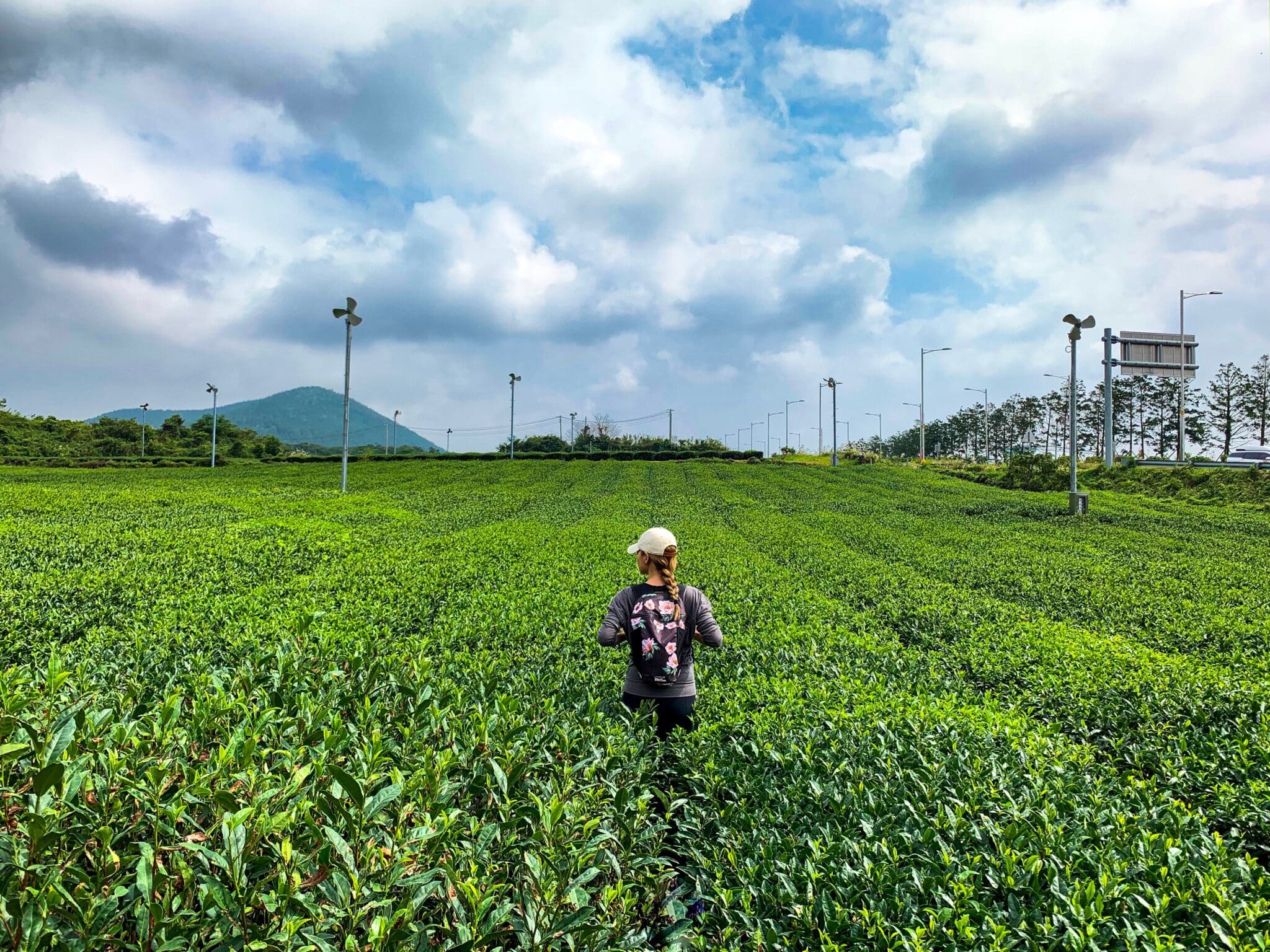 osulloc green tea fields on jeju island