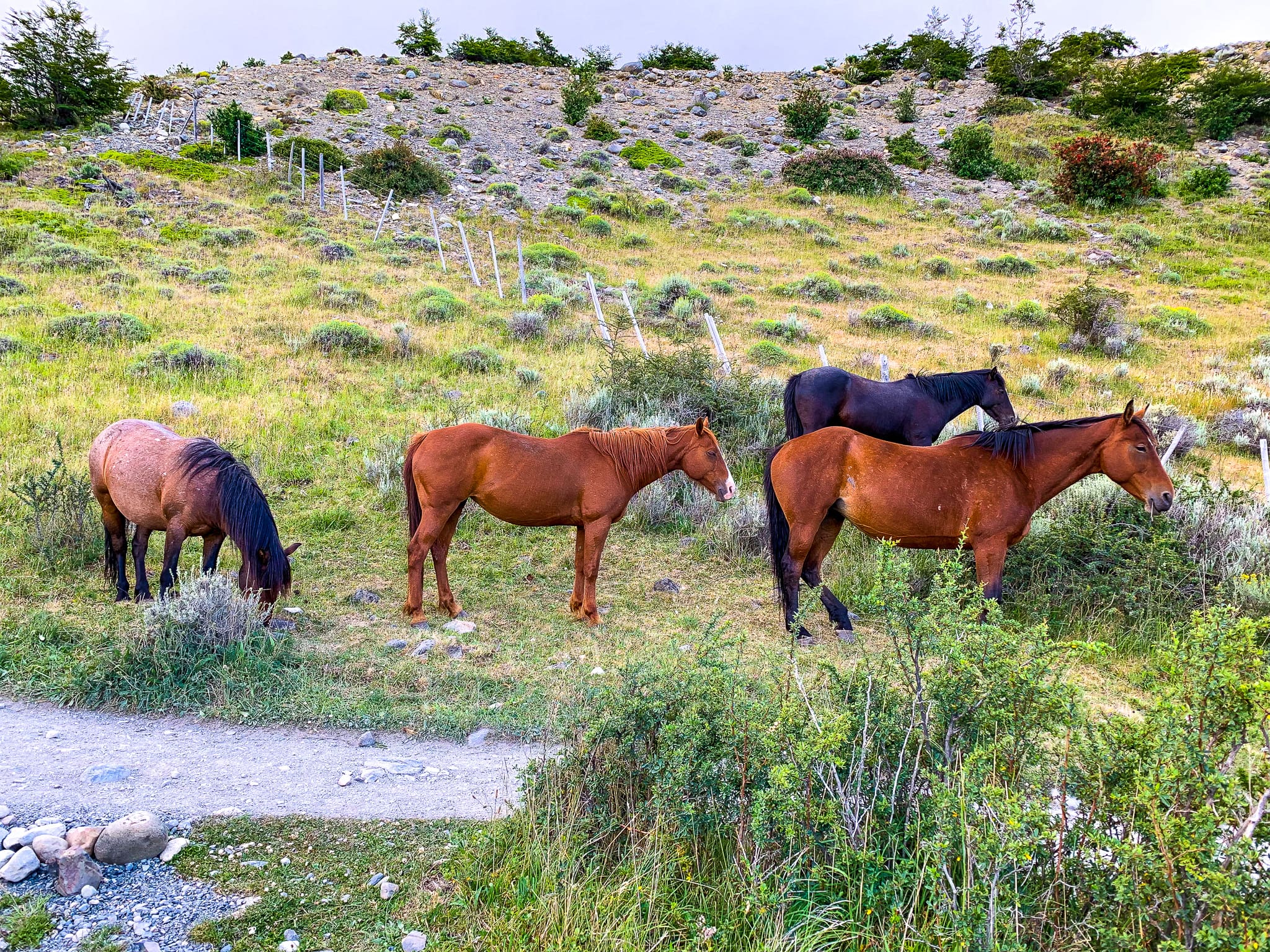 estancia cerro paine horses