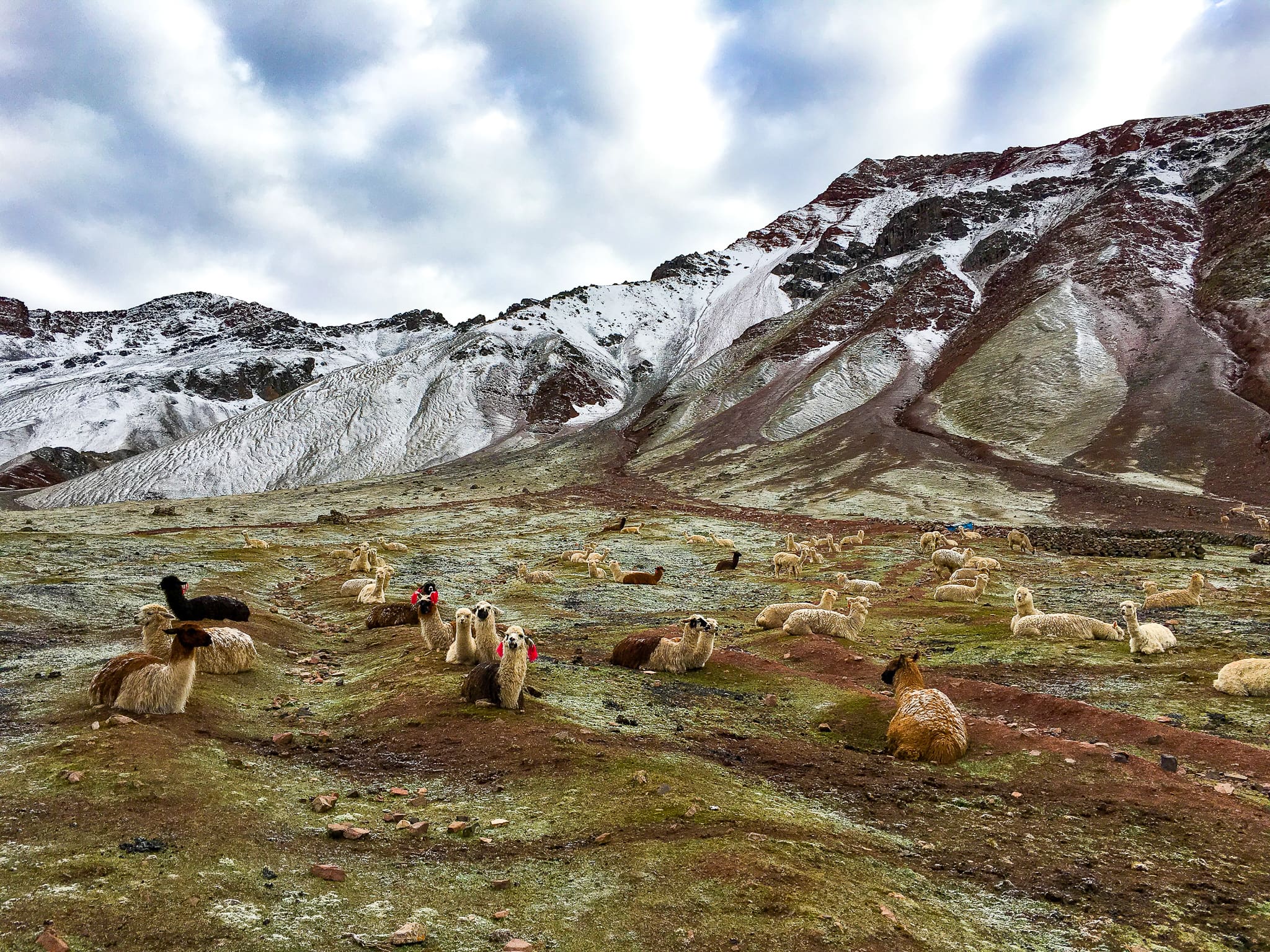 peru andes alpacas