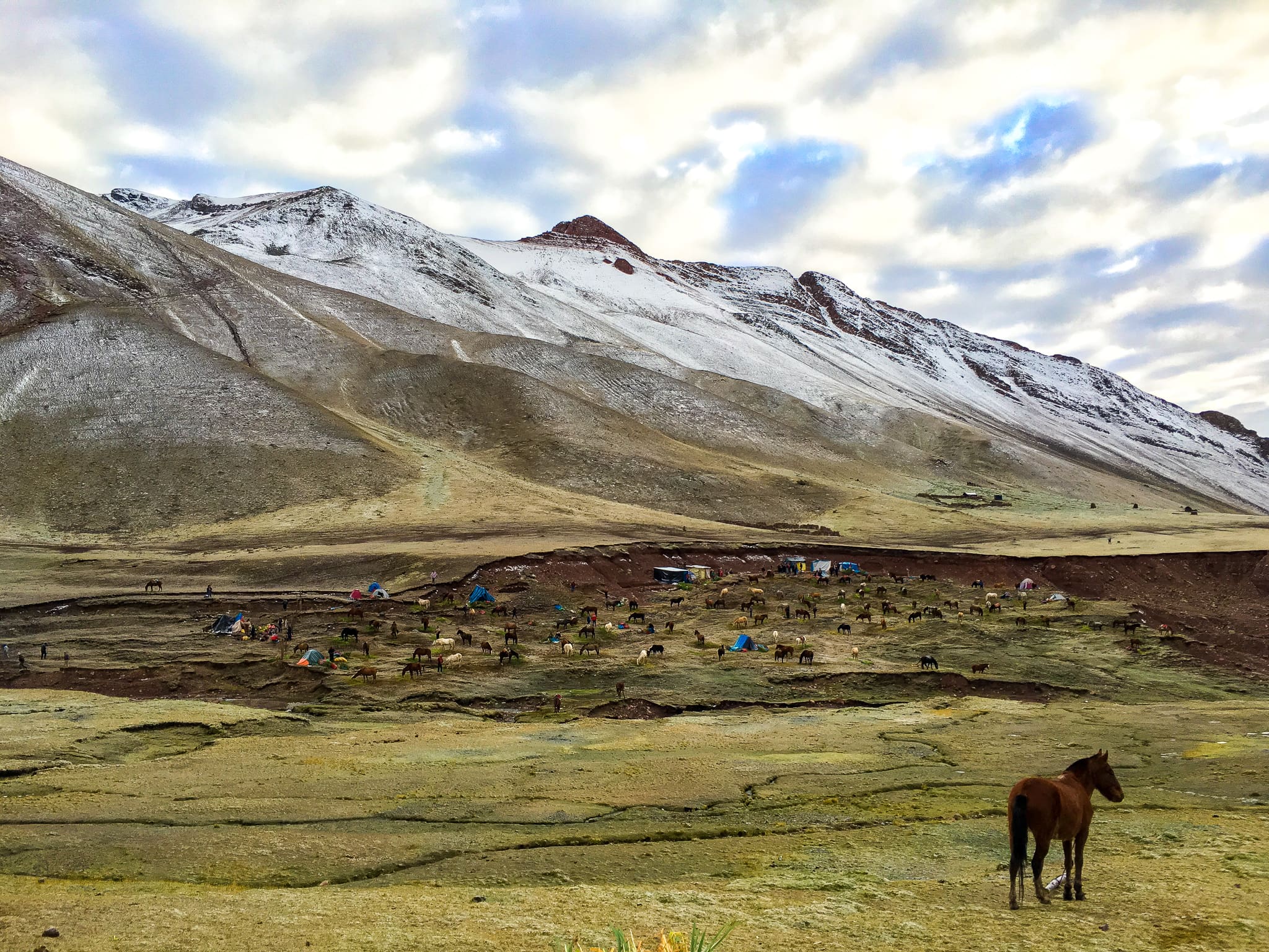 andes mountain horses