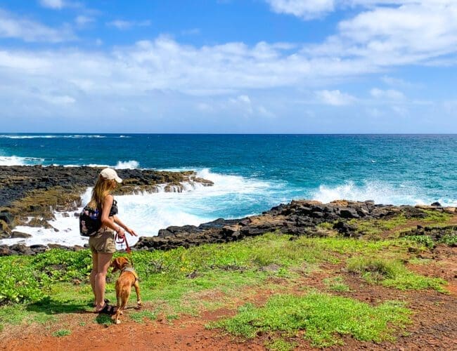 kauai shelter dog field trips