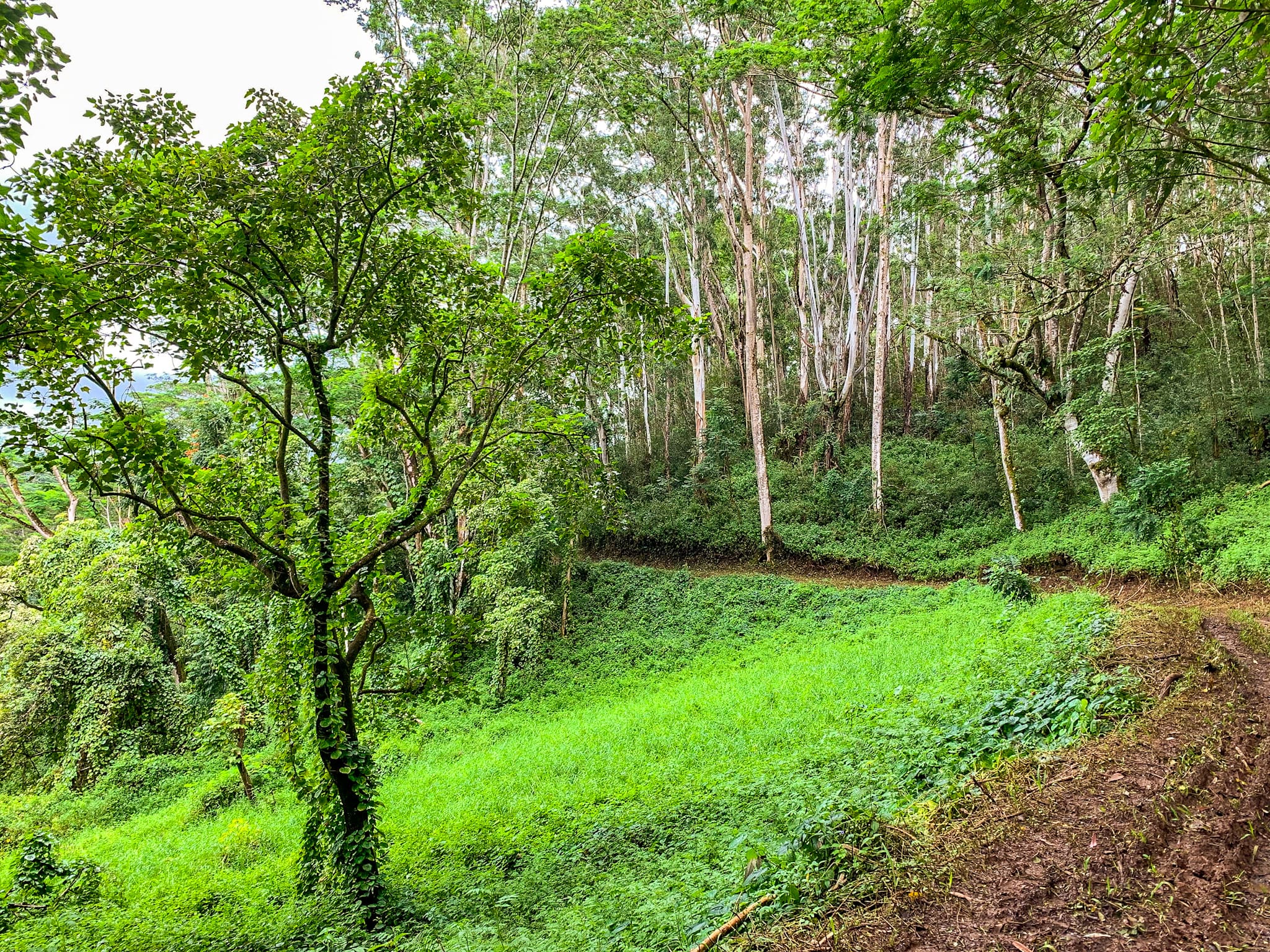 kauai hikes kuilau ridge trail