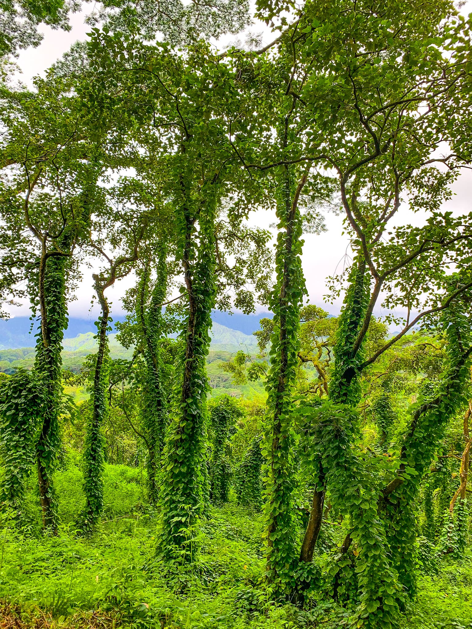 rainforest trees in hawaii