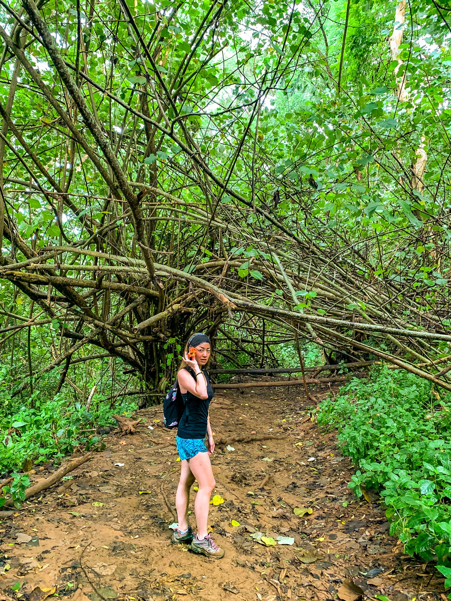 kauai hiking hoopii falls trail