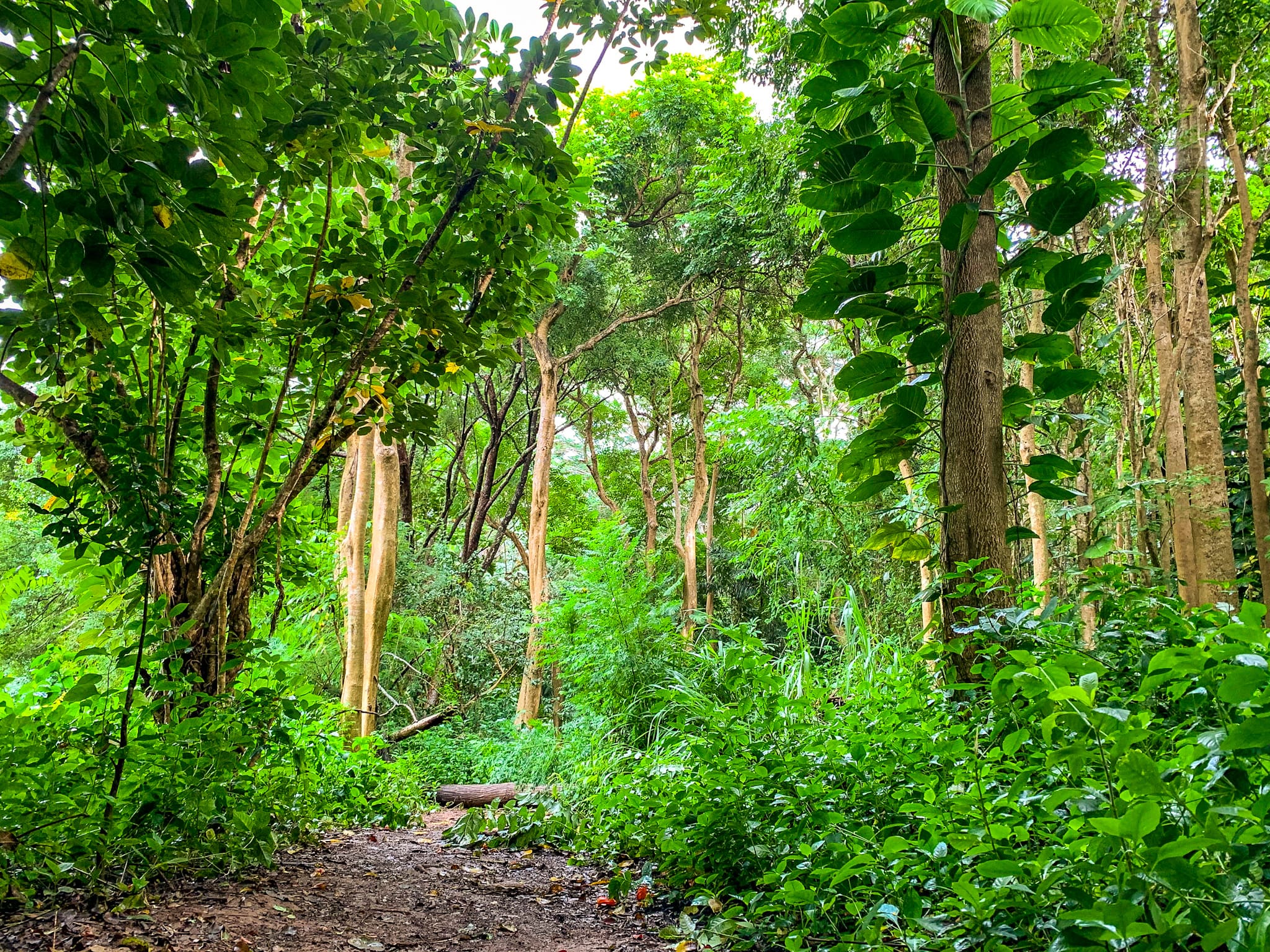 kuilau ridge trail rainforest