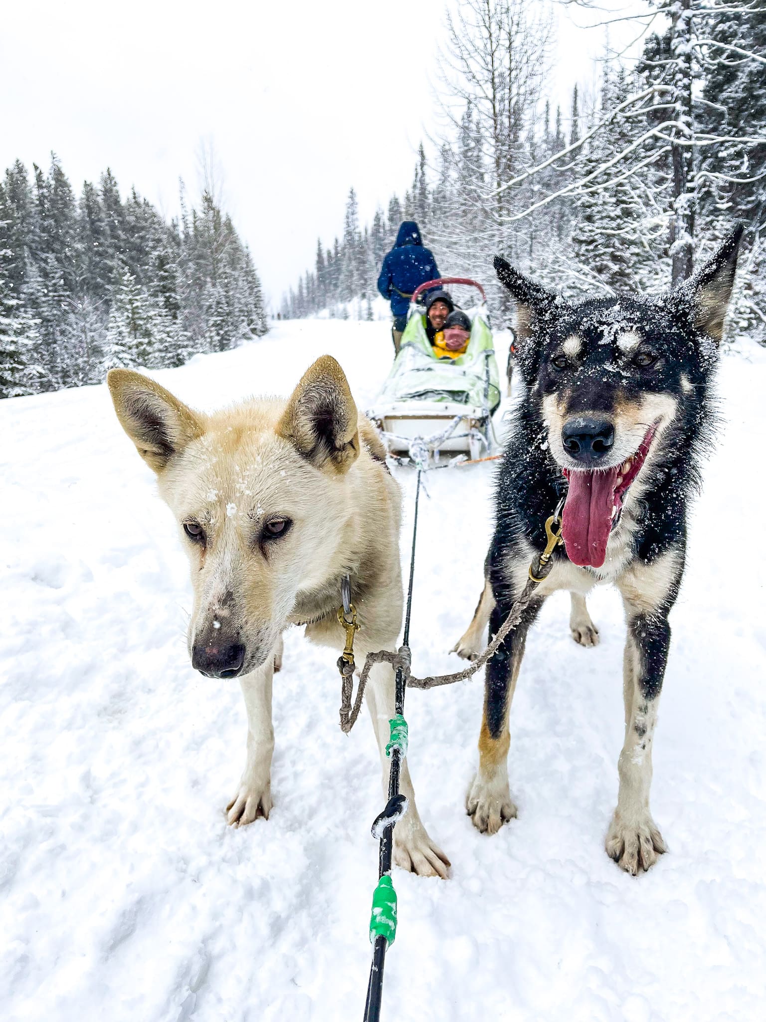 dog mushing trip in banff