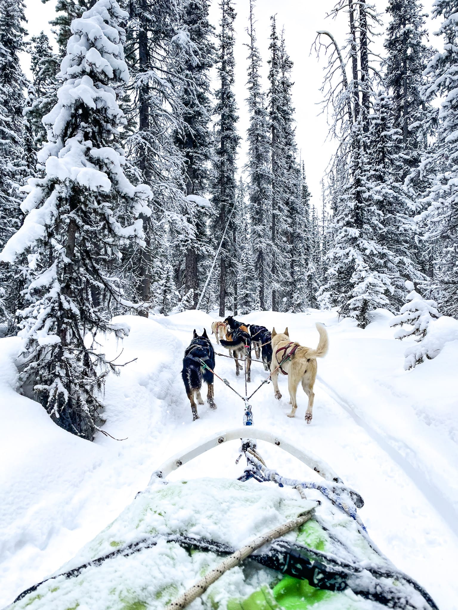 dog sledding in alberta canada