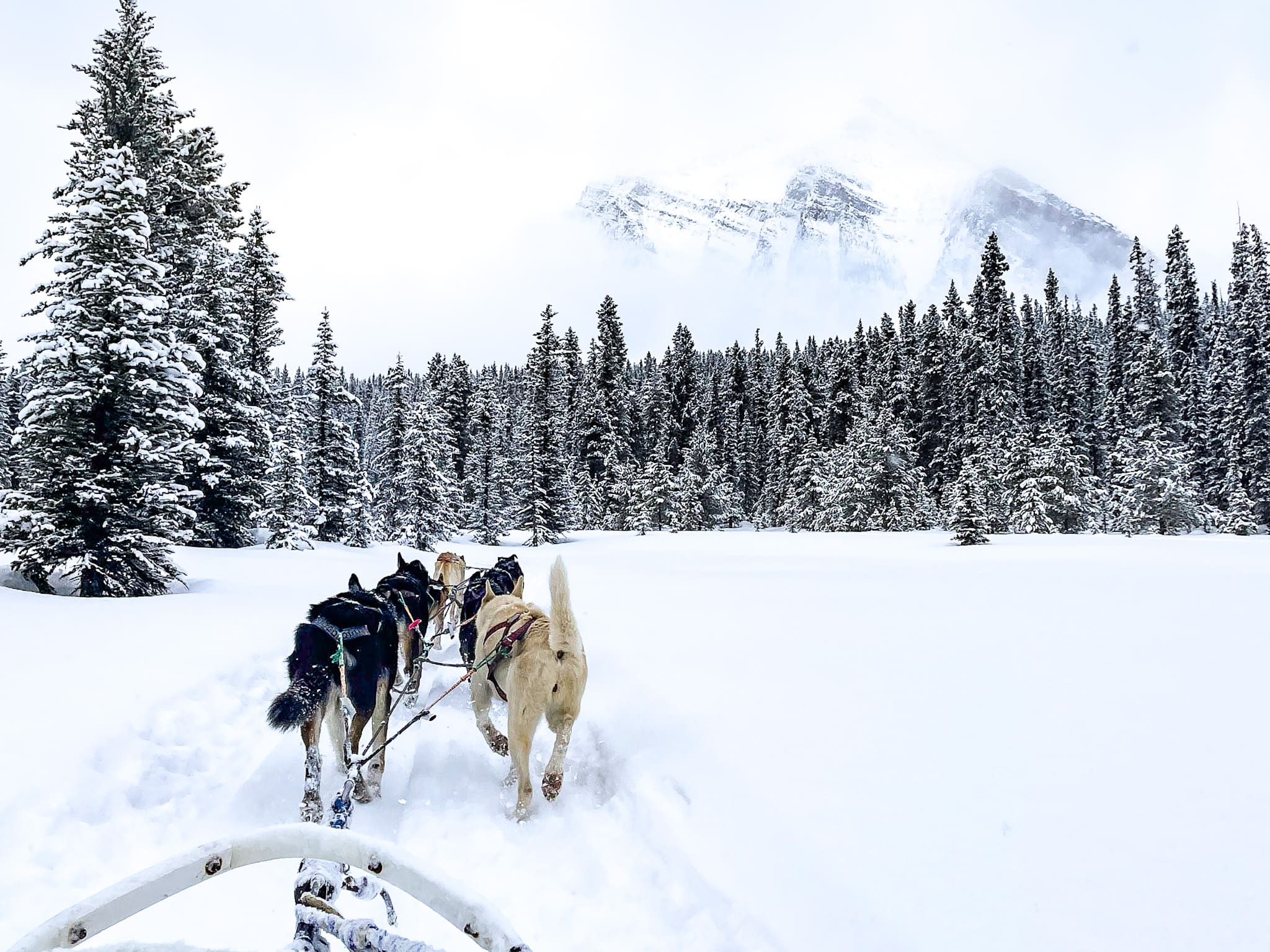 dog sledding in banff