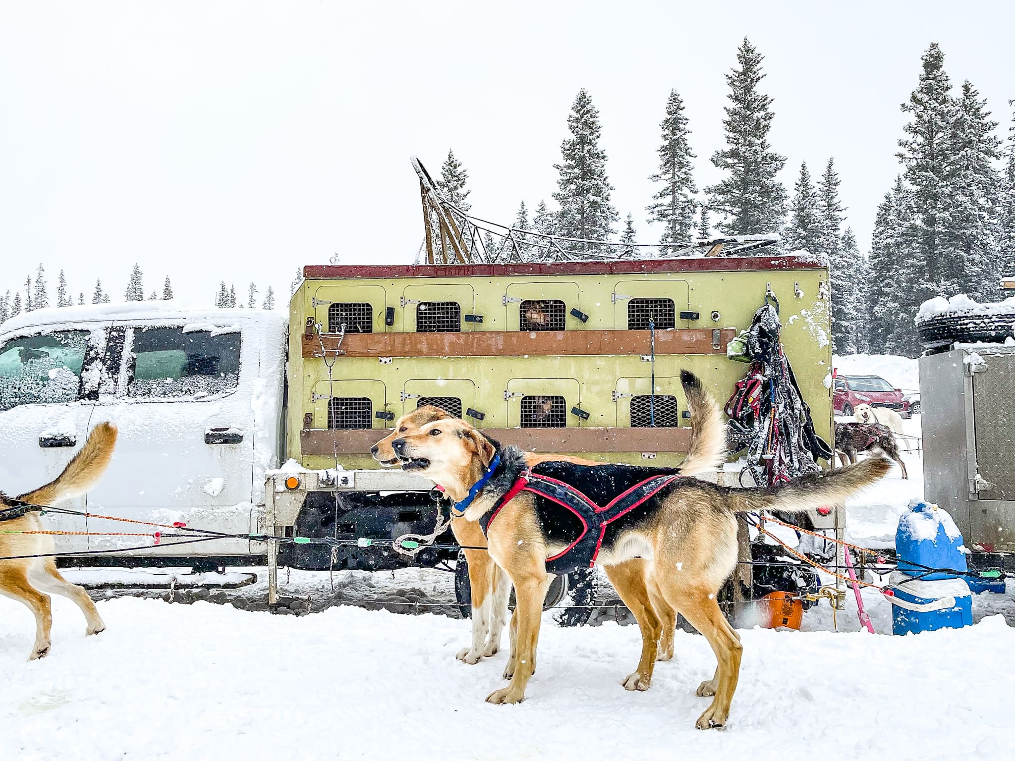 kingmik alaskan huskies