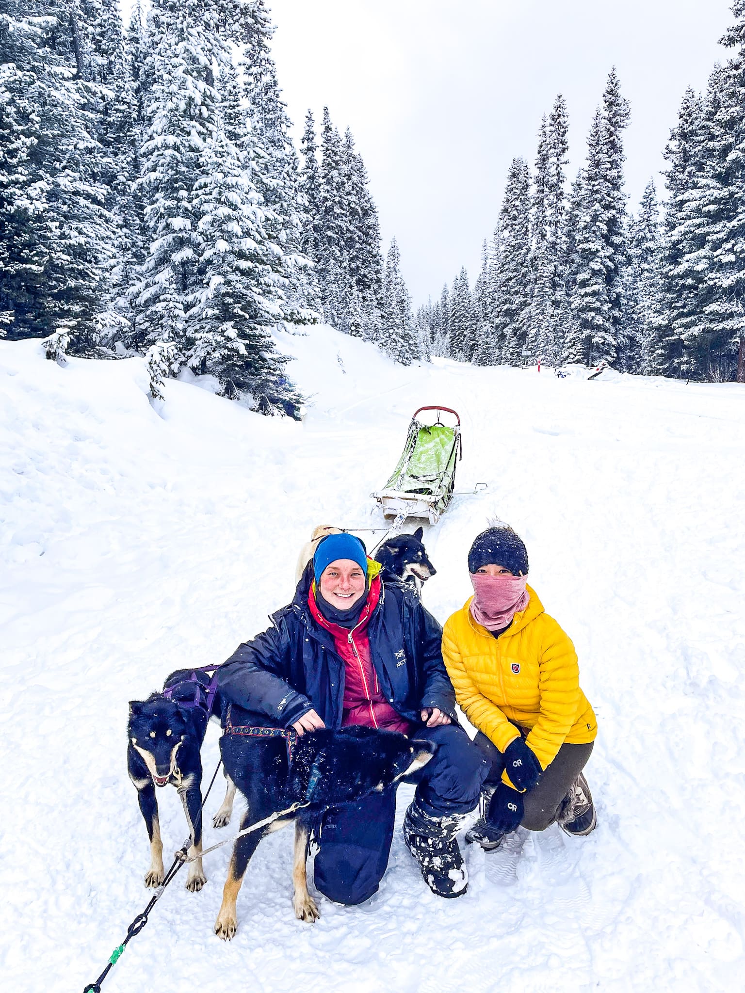 kingmik dog sledding