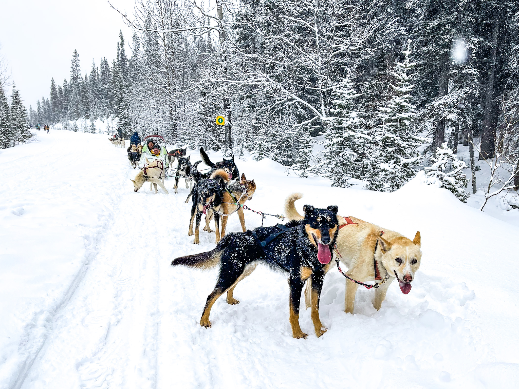 winter activities in banff national park