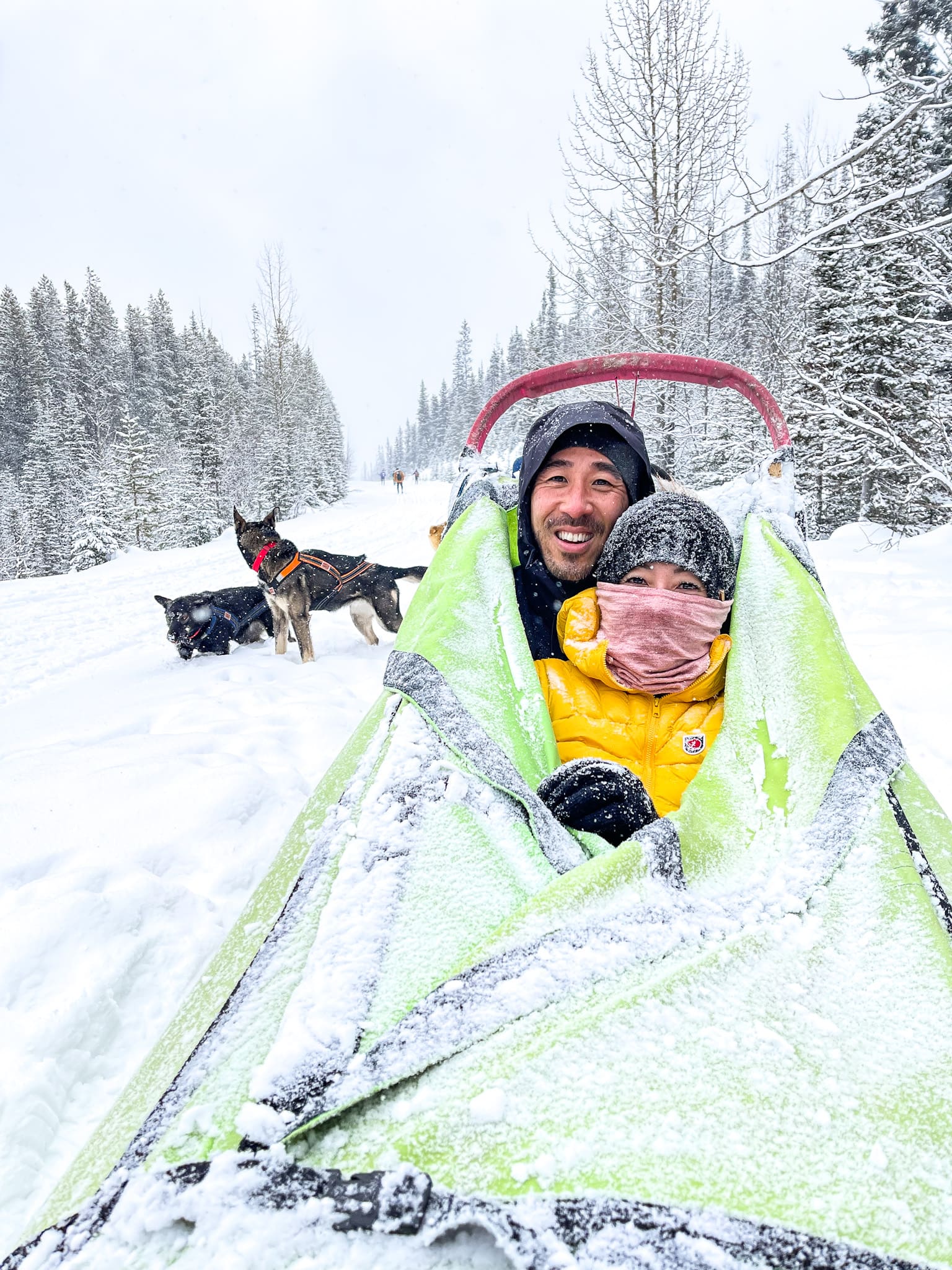 winter dog sledding