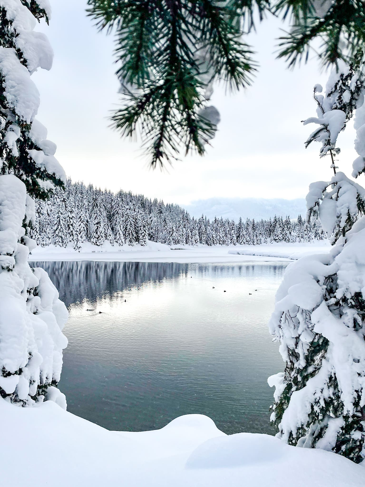 winter pond birds