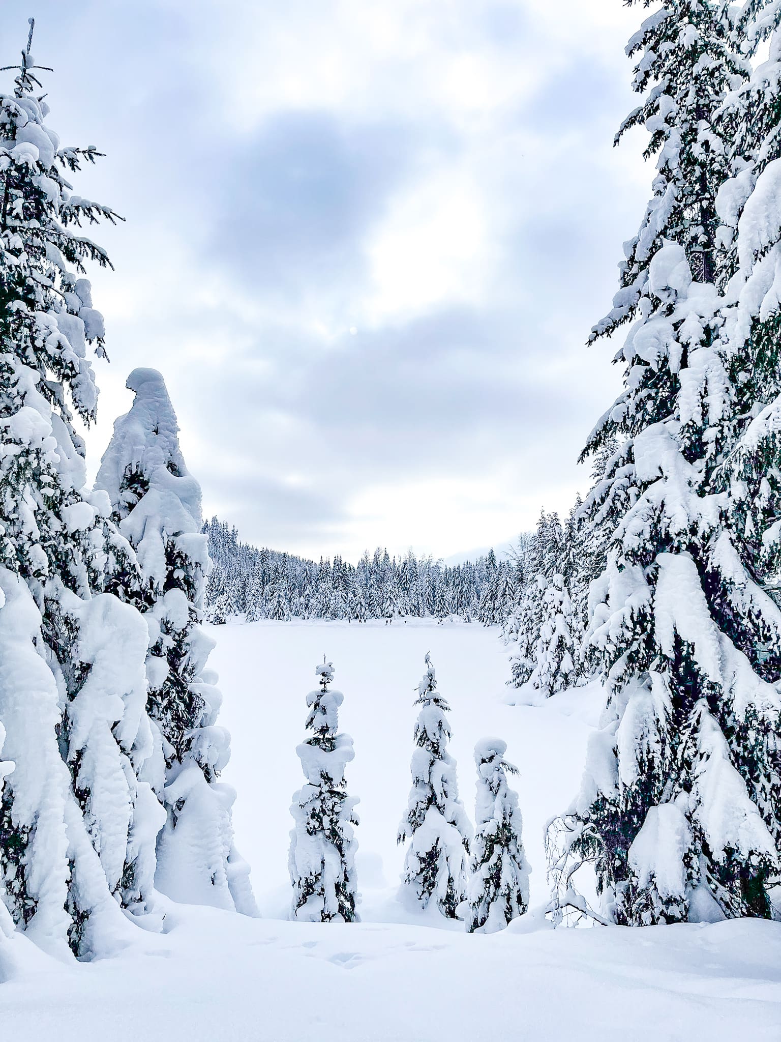 beautiful PNW winterscape