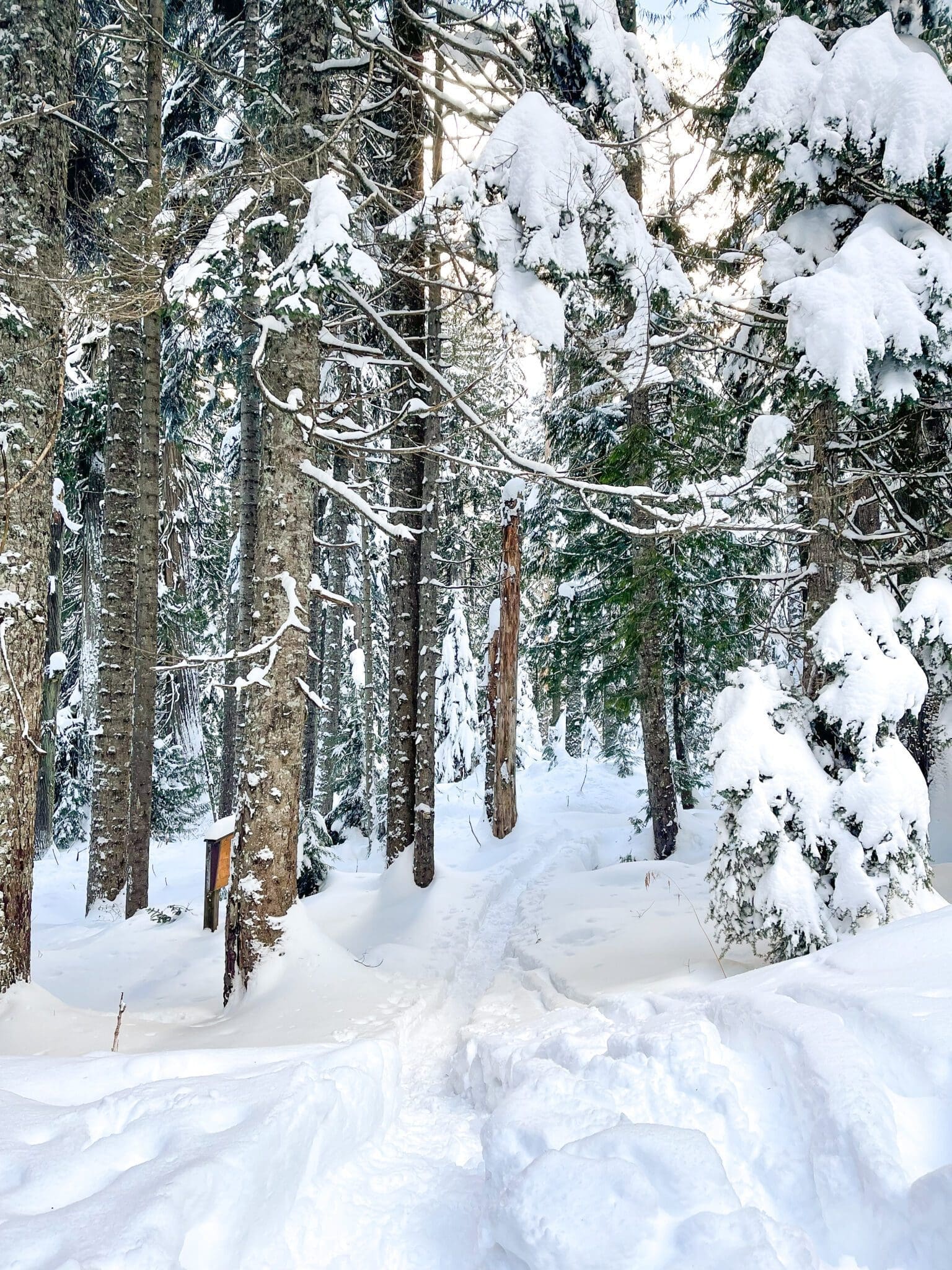 Wagon Road trail snowshoe