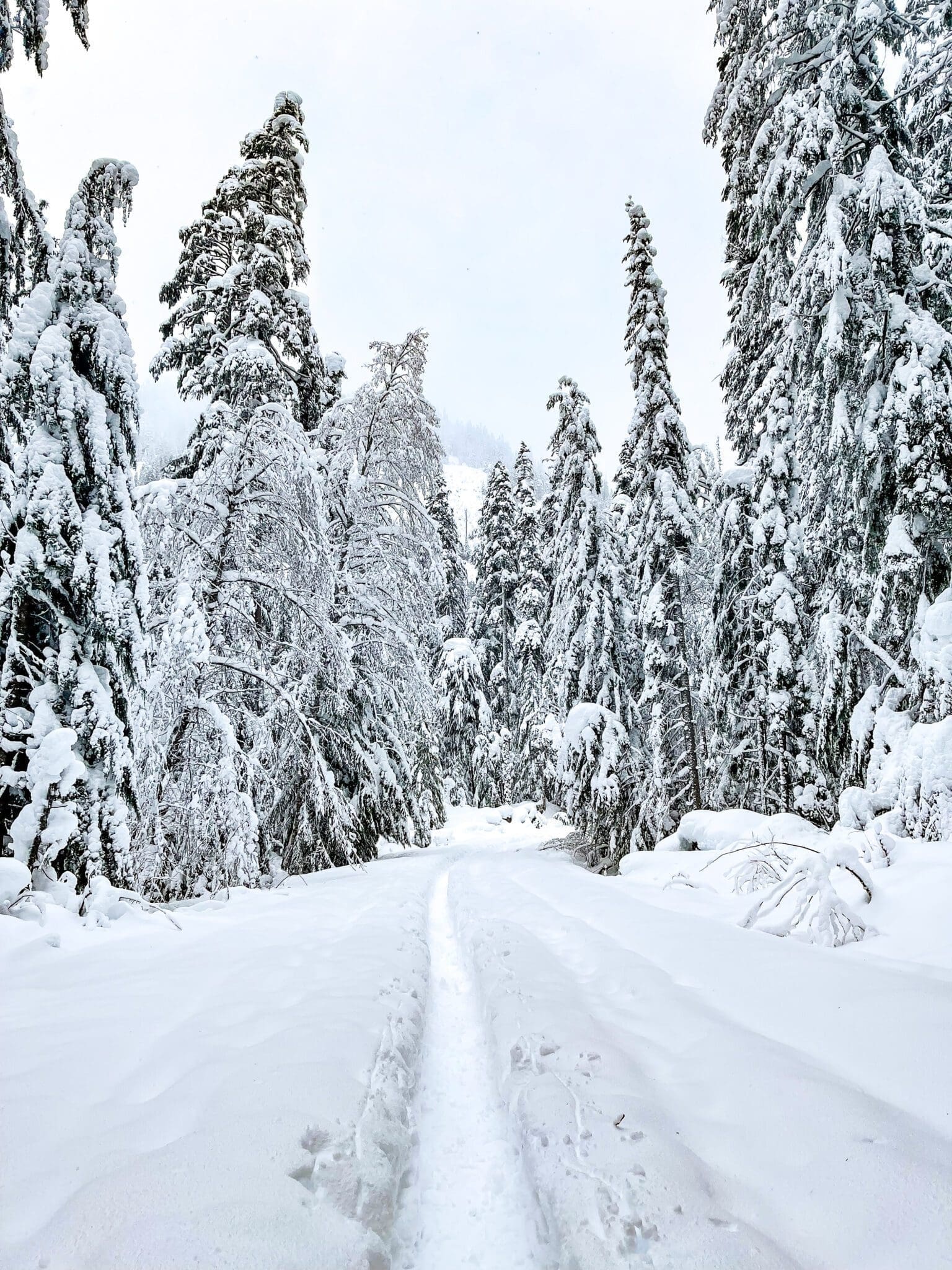 Wagon Road trail snowshoeing