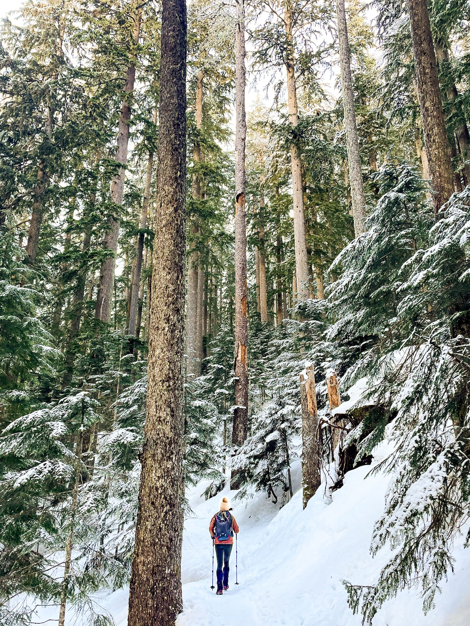 snow fall on annette lake trail